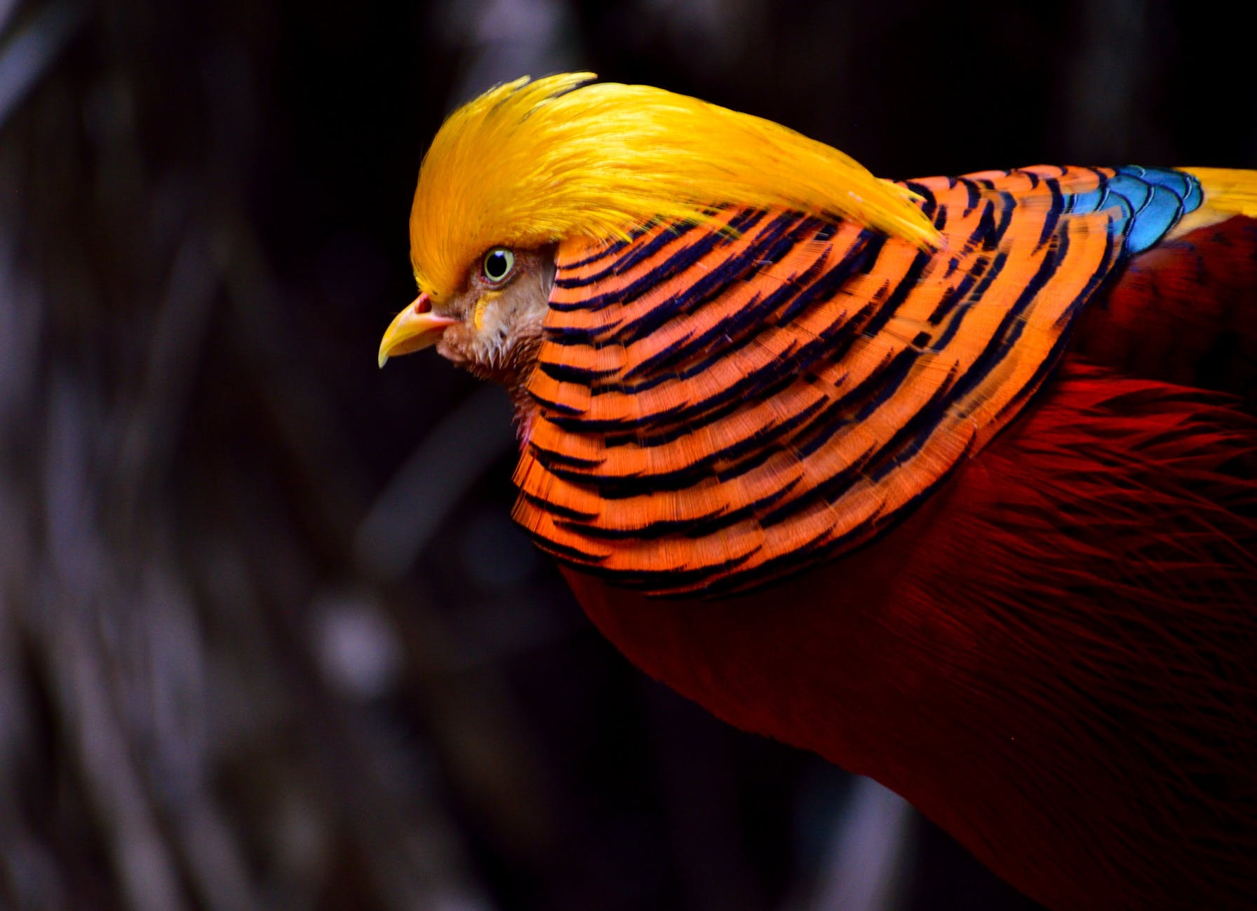 bird colorful wildlife exotic